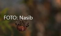 FOTO: Nasib Koin